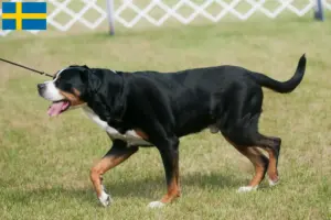 Read more about the article Large Swiss Mountain Dog Breeder and Puppies in Sweden