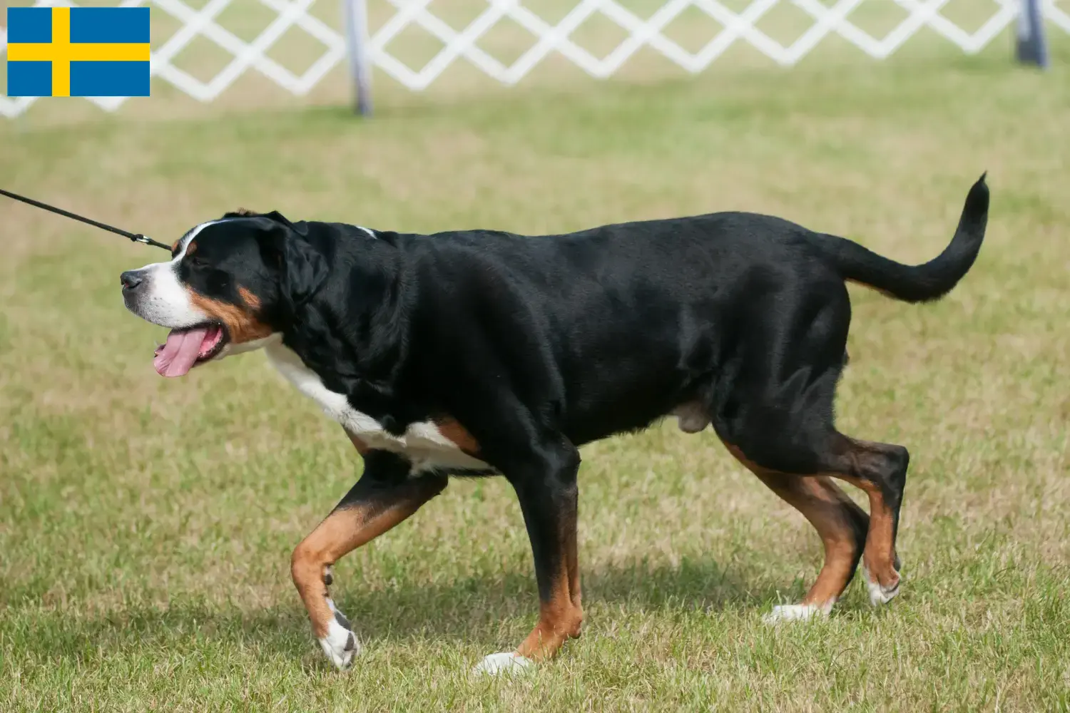 Read more about the article Large Swiss Mountain Dog Breeder and Puppies in Sweden