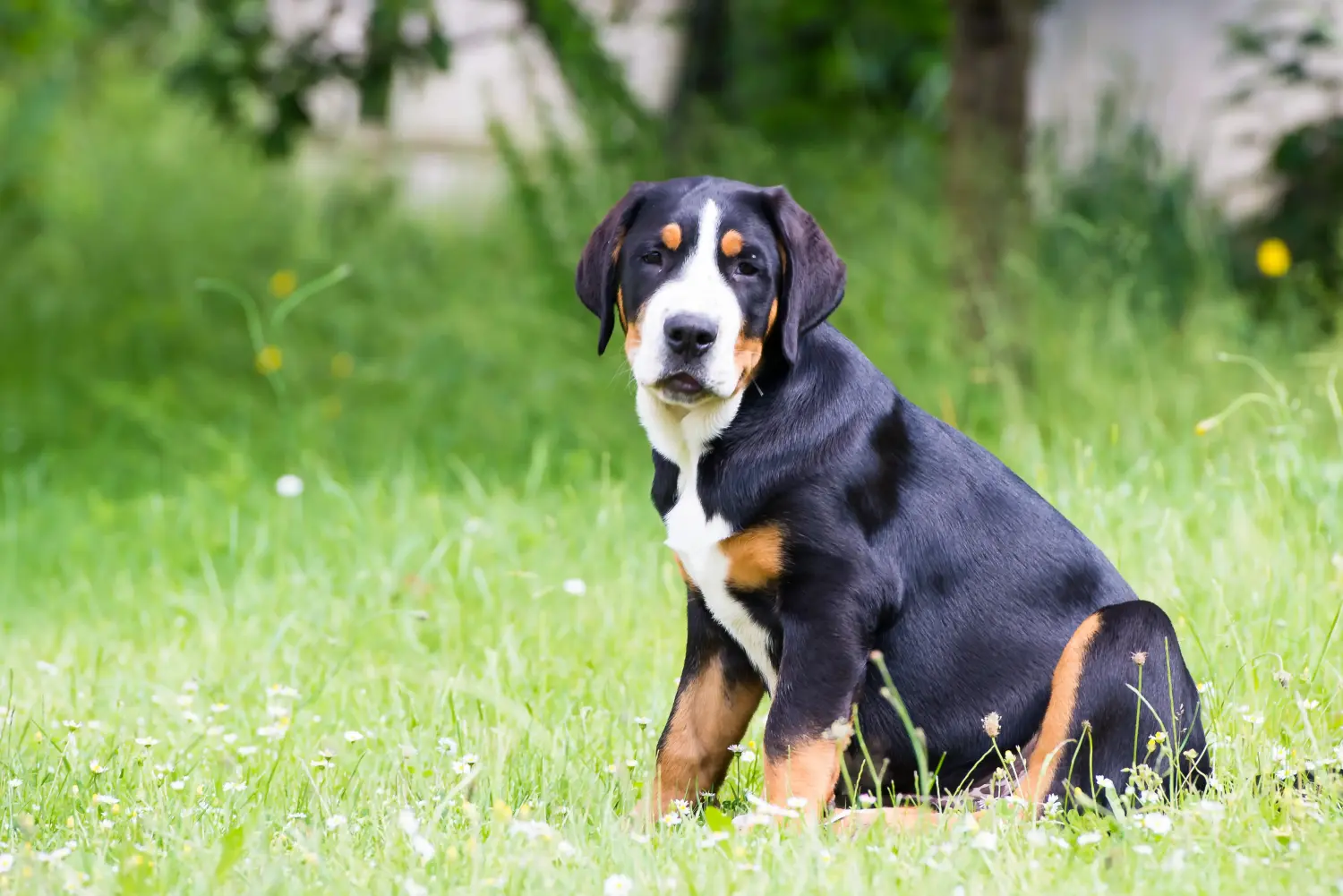 Buying a Greater Swiss Mountain Dog puppy means taking responsibility! Buy Greater Swiss Mountain Dog puppies.
