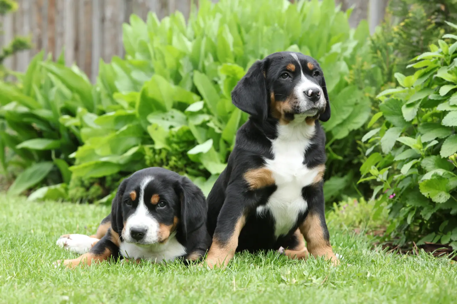 Buying a Greater Swiss Mountain Dog puppy means taking responsibility! Buy Greater Swiss Mountain Dog puppies.
