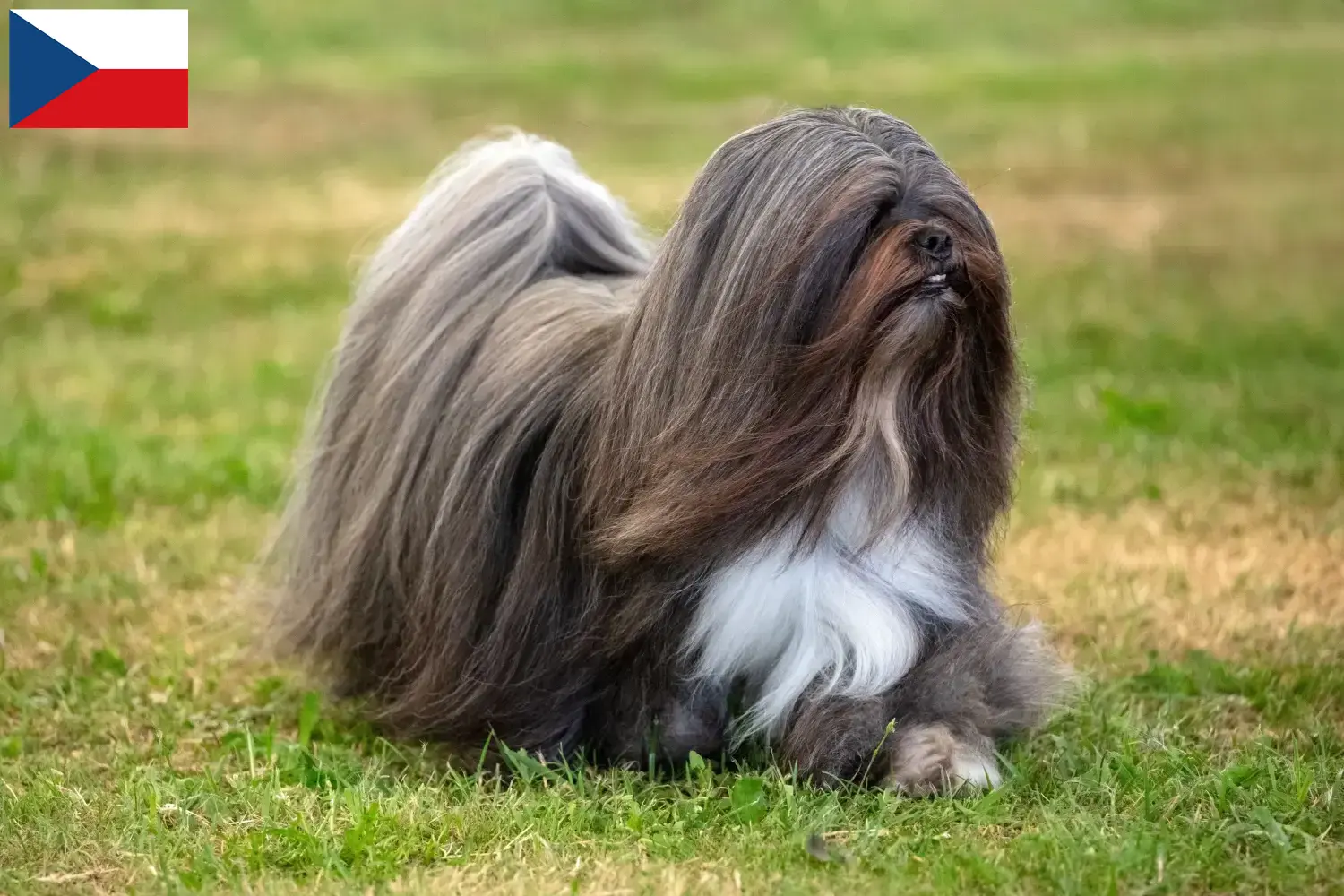 Lhasa Apso puppies and breeders Czech Republic Here you can find Lhasa Apsos breeders in Czech Republic.