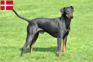 Read more about the article Manchester Terrier breeders and puppies in Denmark