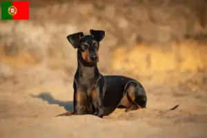 Read more about the article Manchester Terrier breeders and puppies in Portugal