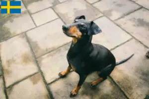 Read more about the article Manchester Terrier breeders and puppies in Sweden