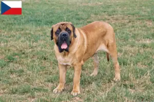 Read more about the article Mastiff breeders and puppies in the Czech Republic
