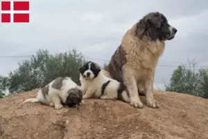 Read more about the article Mastín del Pirineo breeders and puppies in Denmark