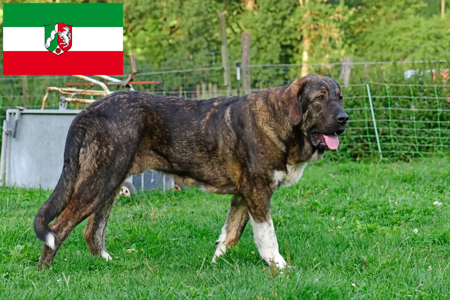 Mastín Español puppies and breeders North Rhine-Westphalia Here you can find Mastín Españols breeders in North Rhine-Westphalia.