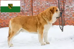 Read more about the article Mastín Español breeders and puppies in Saxony