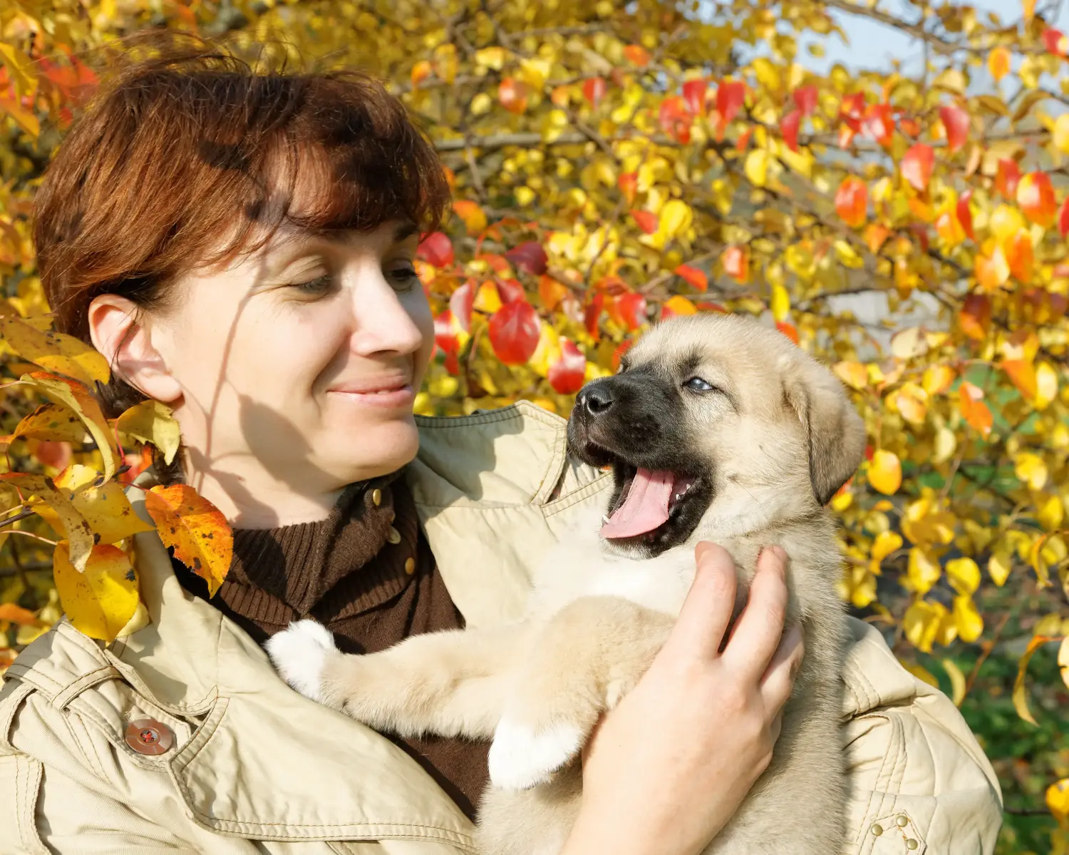 Buying a Mastín Español puppy means taking responsibility! Buy Mastín Español puppies.