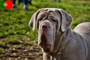 Read more about the article Mastino Napoletano breeders and puppies in Portugal
