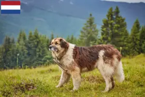 Read more about the article Mioritic breeders and puppies in the Netherlands
