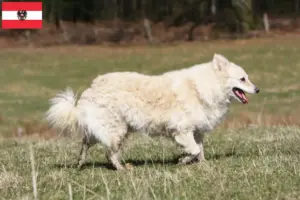 Read more about the article Mudi breeders and puppies in Austria