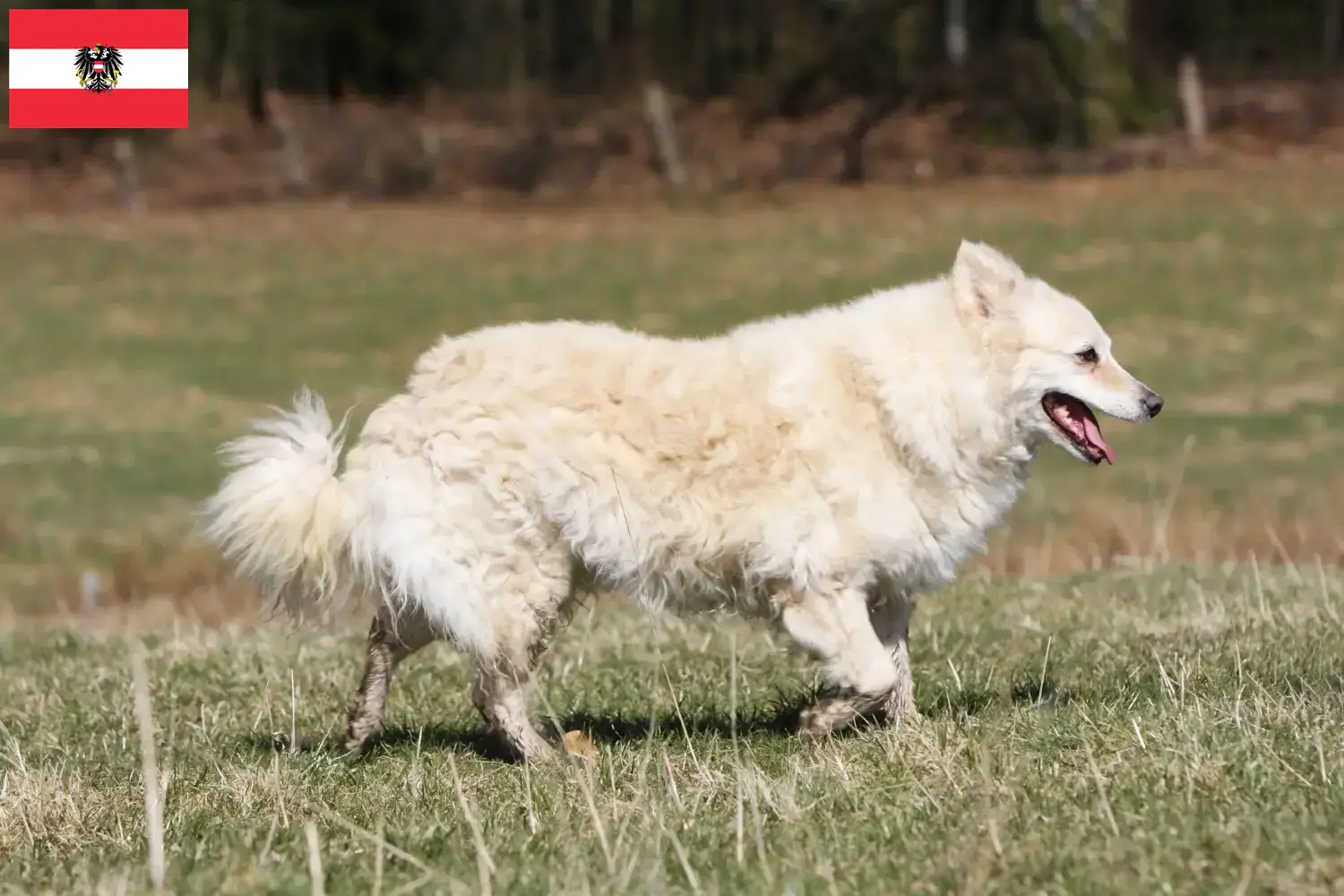 Read more about the article Mudi breeders and puppies in Austria