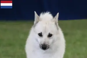 Read more about the article Norwegian Buhund breeders and puppies in the Netherlands