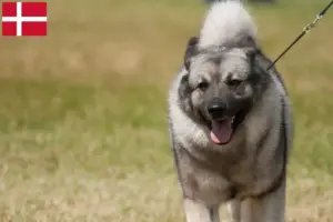 Read more about the article Norwegian Elkhound breeders and puppies in Denmark