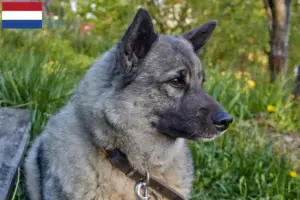 Read more about the article Norwegian Elkhound breeders and puppies in the Netherlands