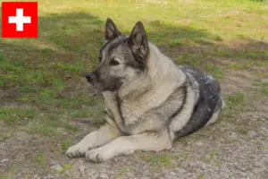 Read more about the article Norwegian Elkhound breeders and puppies in Switzerland