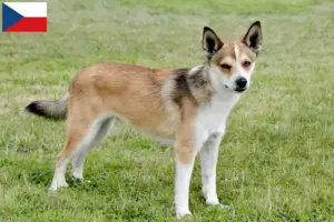 Read more about the article Norwegian Lundehund breeders and puppies in the Czech Republic