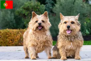 Read more about the article Norwich Terrier breeders and puppies in Portugal