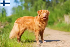 Read more about the article Nova Scotia Duck Tolling Retriever breeders and puppies in Finland