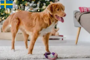 Read more about the article Nova Scotia Duck Tolling Retriever breeders and puppies in Sweden