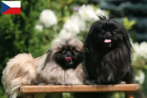 Read more about the article Pekingese breeders and puppies in the Czech Republic