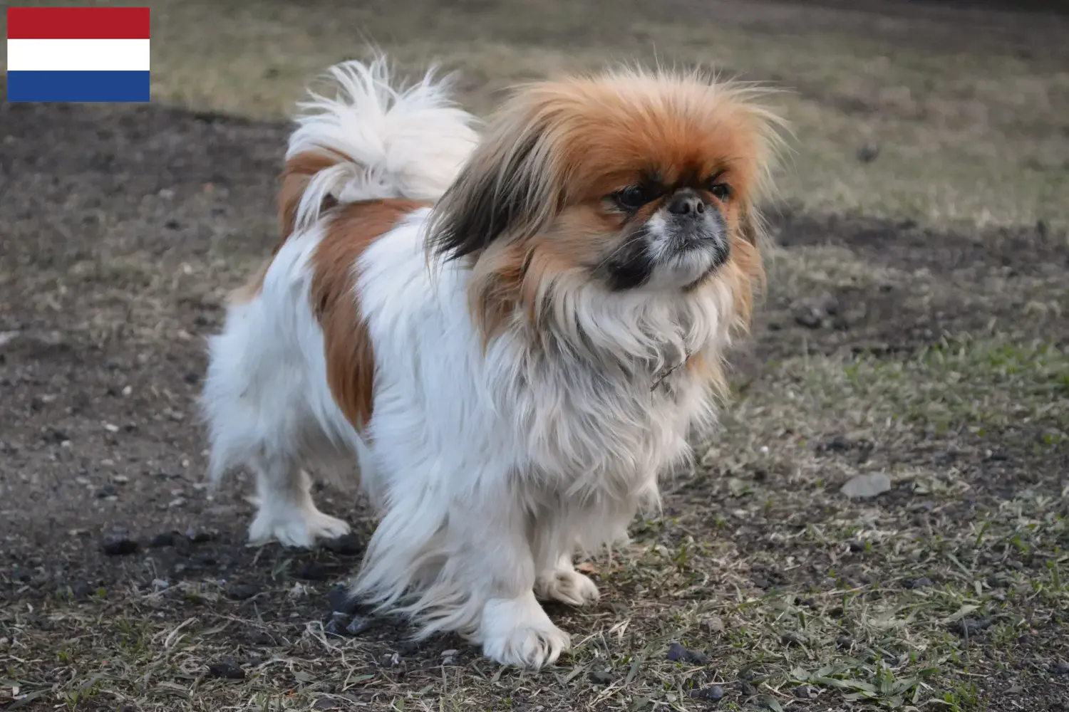 Read more about the article Pekingese breeders and puppies in the Netherlands