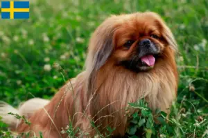 Read more about the article Pekingese breeders and puppies in Sweden