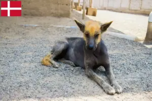 Read more about the article Peruvian Hairless Dog Breeder and Puppies in Denmark