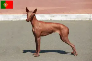 Read more about the article Peruvian Hairless Dog Breeder and Puppies in Portugal