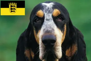 Read more about the article Petit Bleu de Gascogne breeders and puppies in Baden-Württemberg