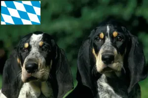 Read more about the article Petit Bleu de Gascogne breeders and puppies in Bavaria