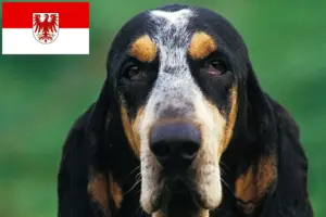 Read more about the article Petit Bleu de Gascogne breeders and puppies in Brandenburg