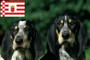 Read more about the article Petit Bleu de Gascogne breeders and puppies in Bremen