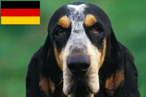 Read more about the article Petit Bleu de Gascogne breeders and puppies in Germany