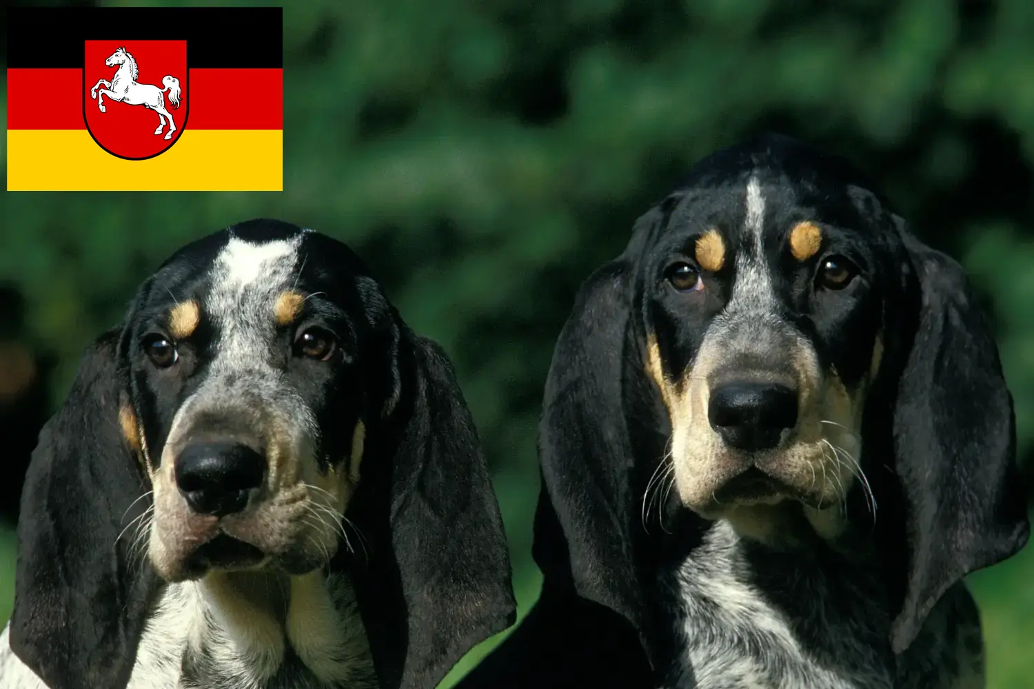 Read more about the article Petit Bleu de Gascogne breeders and puppies in Lower Saxony