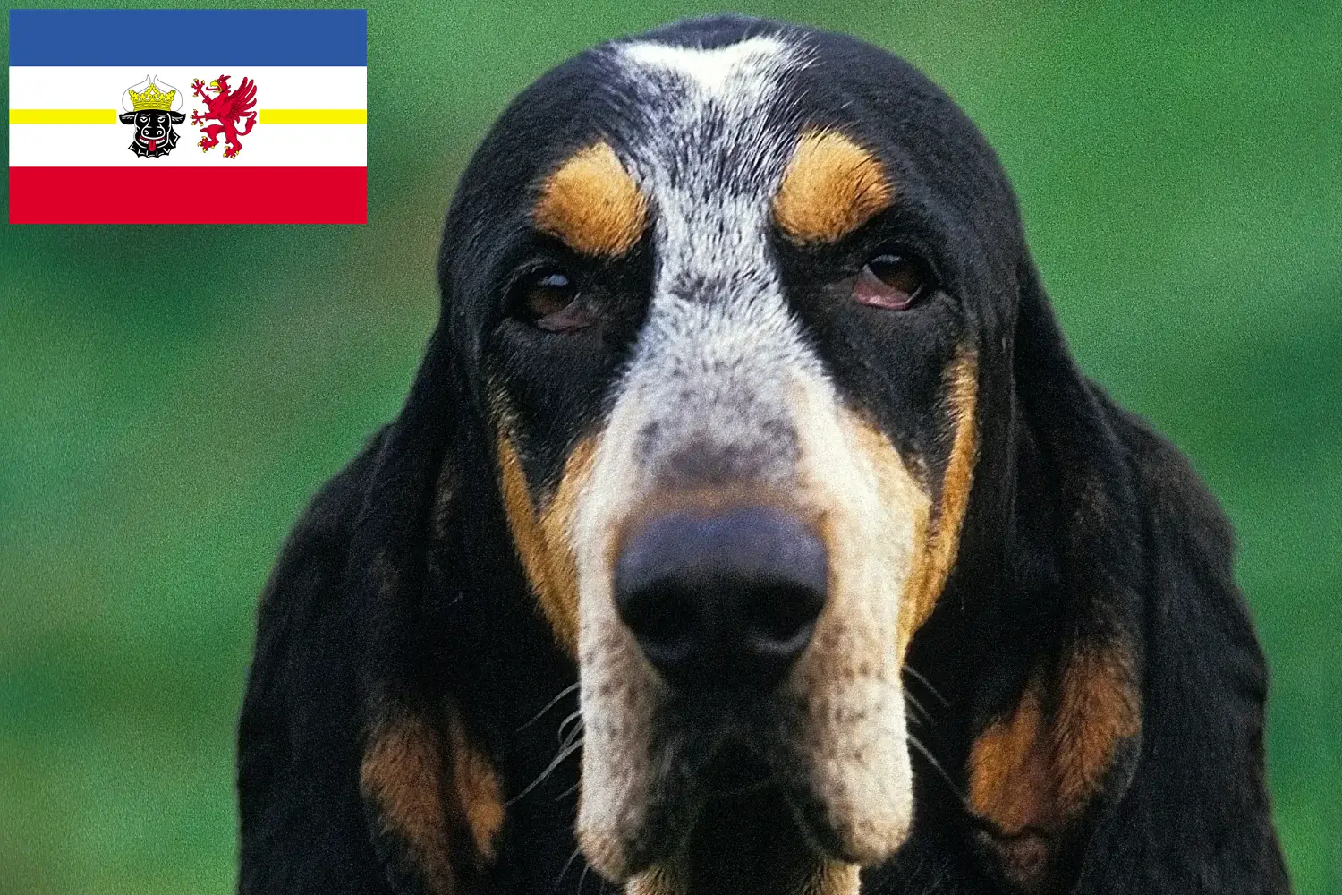 Read more about the article Petit Bleu de Gascogne breeders and puppies in Mecklenburg-Vorpommern