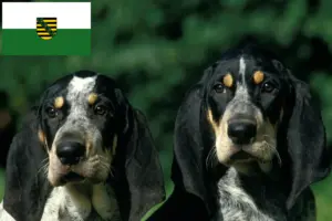 Read more about the article Petit Bleu de Gascogne breeders and puppies in Saxony