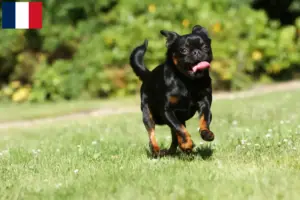 Read more about the article Petit Brabançon breeders and puppies in France