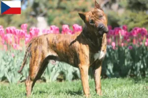 Read more about the article Presa Canario breeders and puppies in the Czech Republic