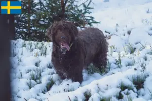 Read more about the article Puli breeders and puppies in Denmark