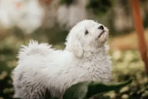 Read more about the article Puli breeders and puppies in Sweden