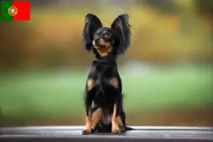 Read more about the article Russkiy Toy breeders and puppies in Portugal