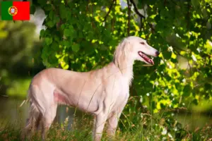 Read more about the article Saluki breeders and puppies in Portugal