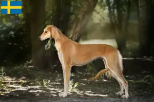 Read more about the article Saluki breeders and puppies in Sweden