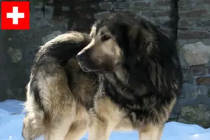 Read more about the article Šarplaninac breeders and puppies in Switzerland