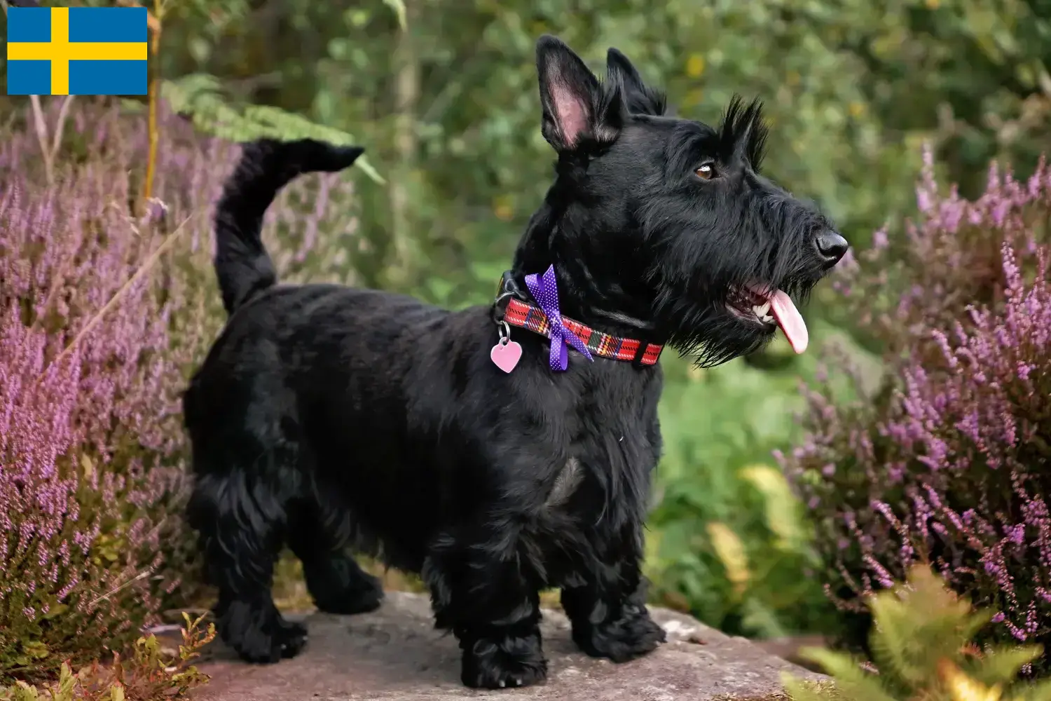 Scottish Terrier puppies and breeders Sweden Find Scottish Terrier breeders in Sweden here.