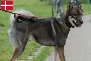 Read more about the article Shikoku breeders and puppies in Denmark