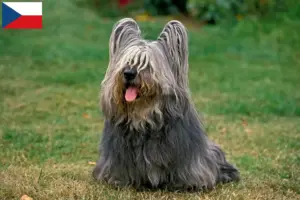 Read more about the article Skye Terrier breeders and puppies in the Czech Republic