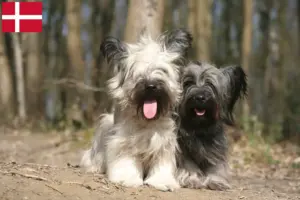 Read more about the article Skye Terrier breeders and puppies in Denmark